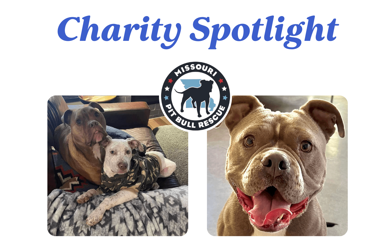 4Knines Charity Spotlight: