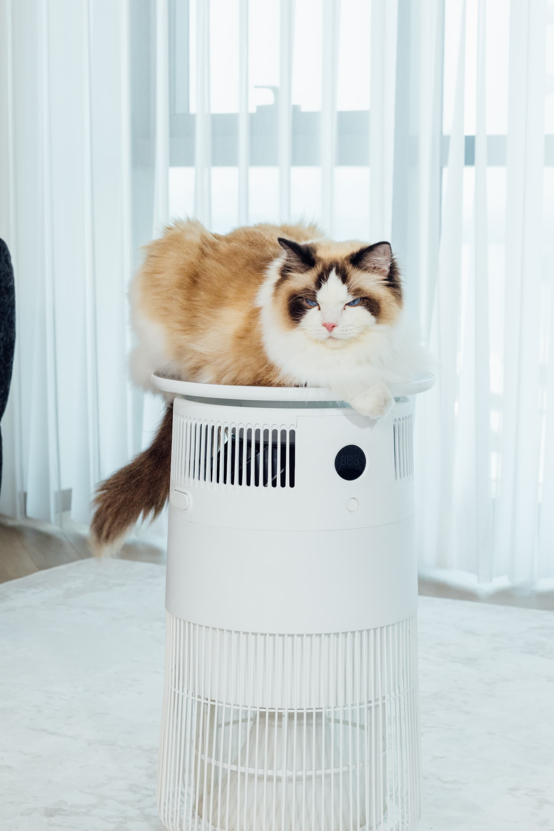 Cat sitting on Airdog P50 Pet Air Purifier