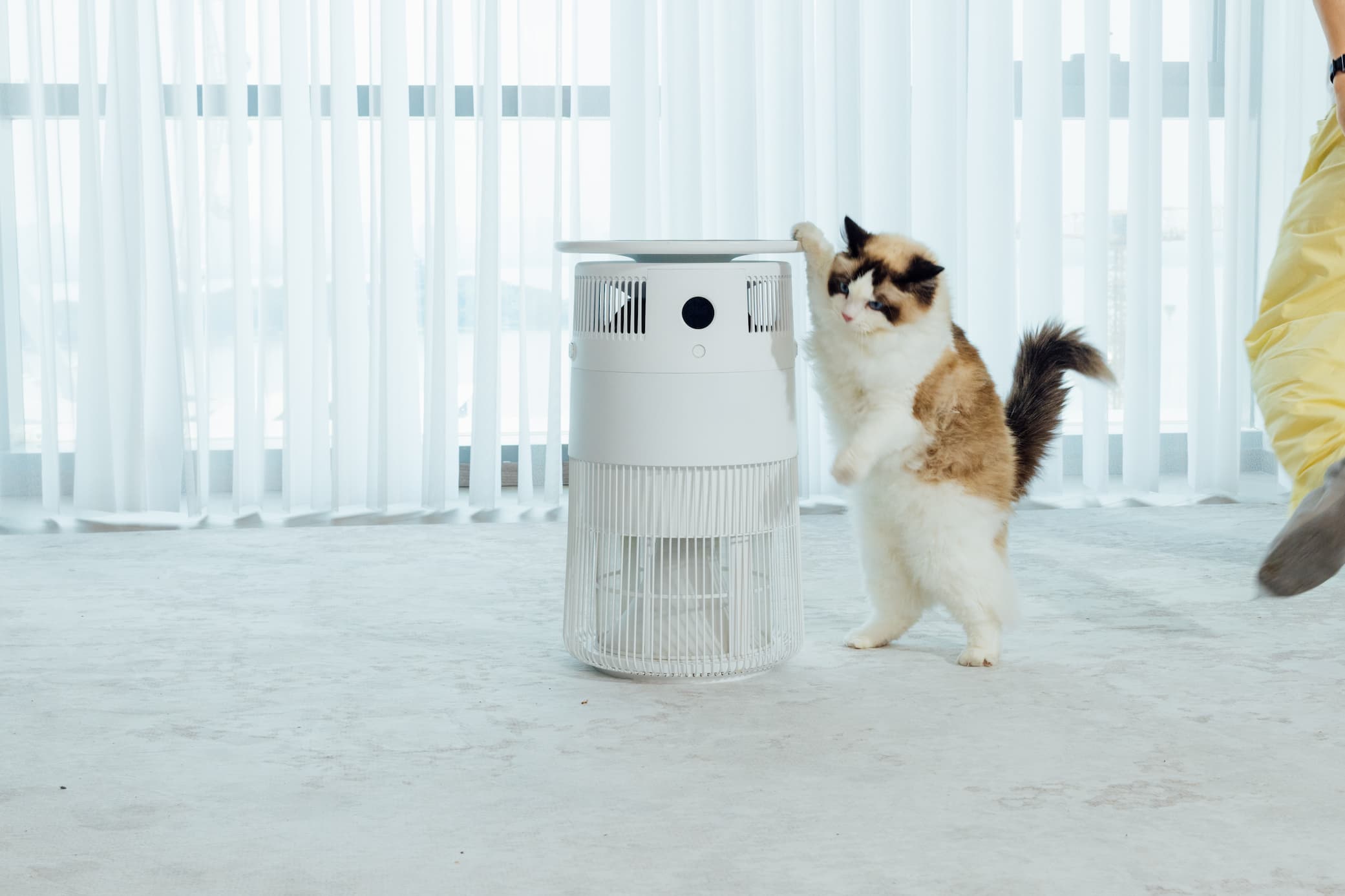 Cat playing with the Airdog P50 Pet Air Purifier