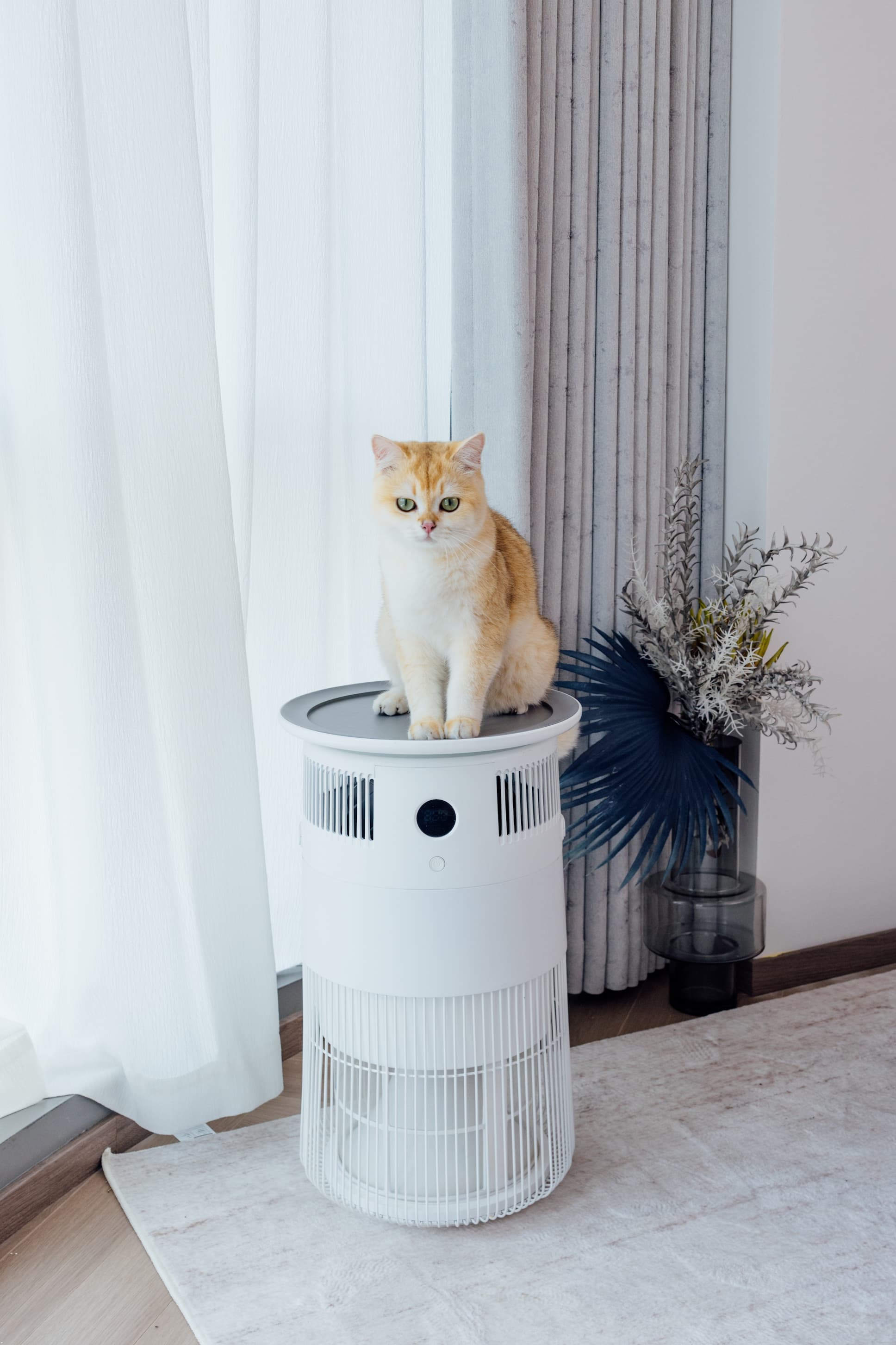 Cat sitting on top of P50 Air Purifier