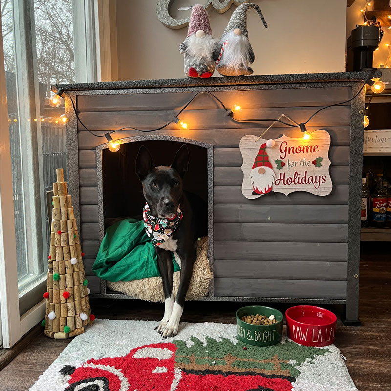 dog house