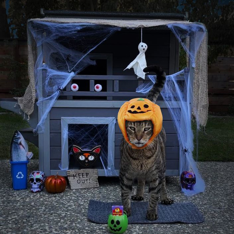cat house