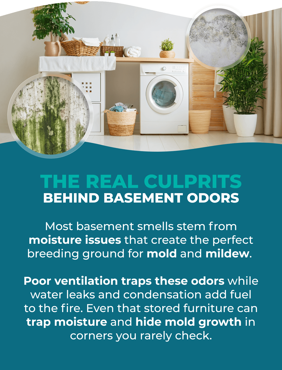 THE REAL CULPRITS BEHIND BASEMENT ODORS