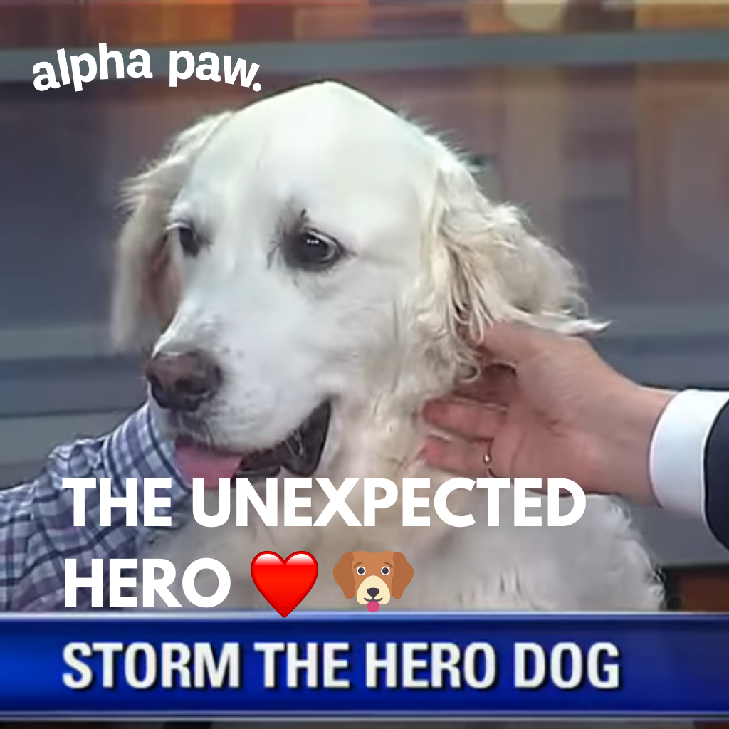Storm the hero