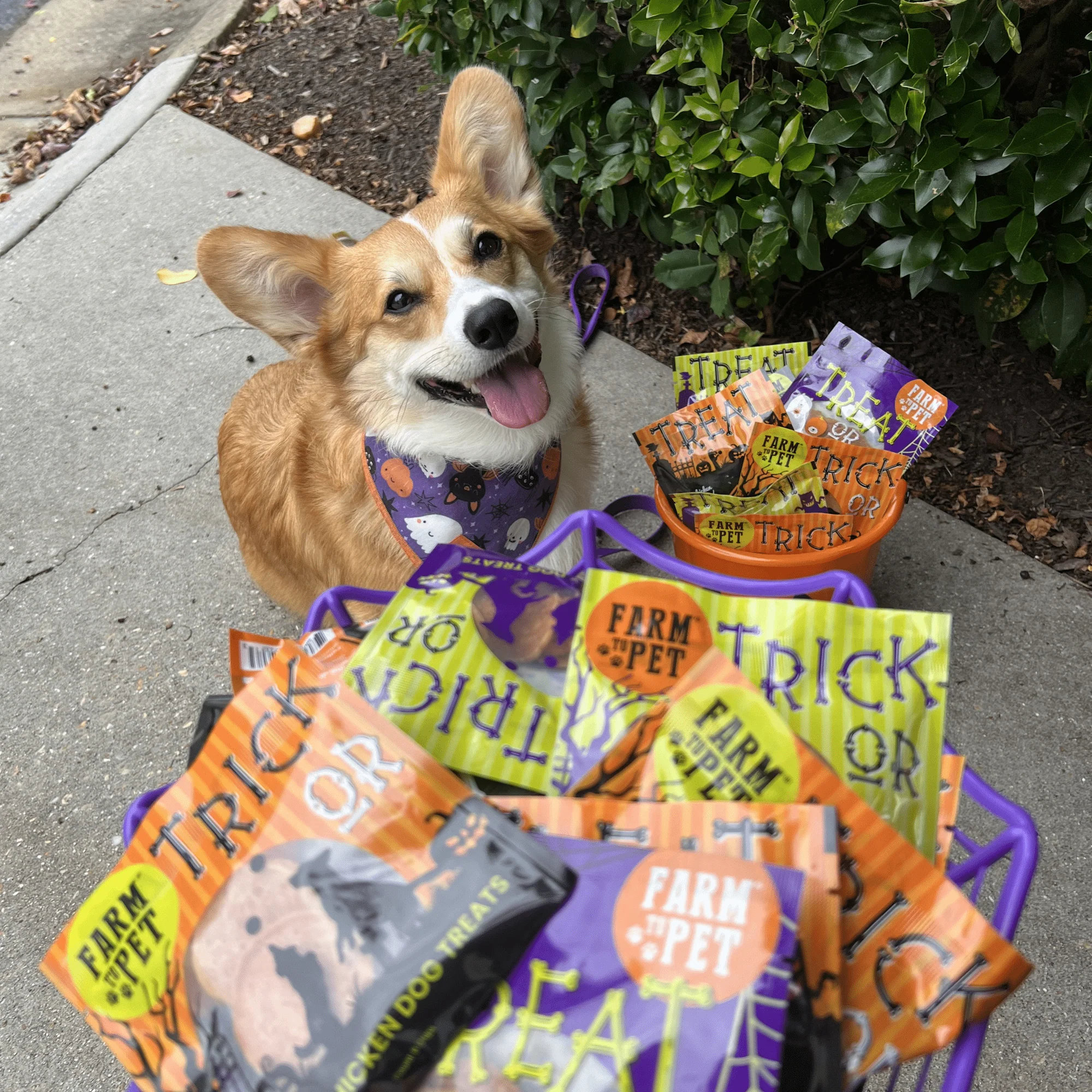 Halloween Treat