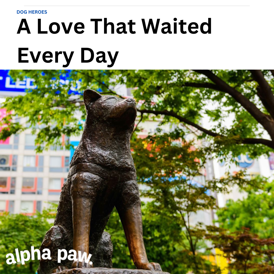 Dog happy products