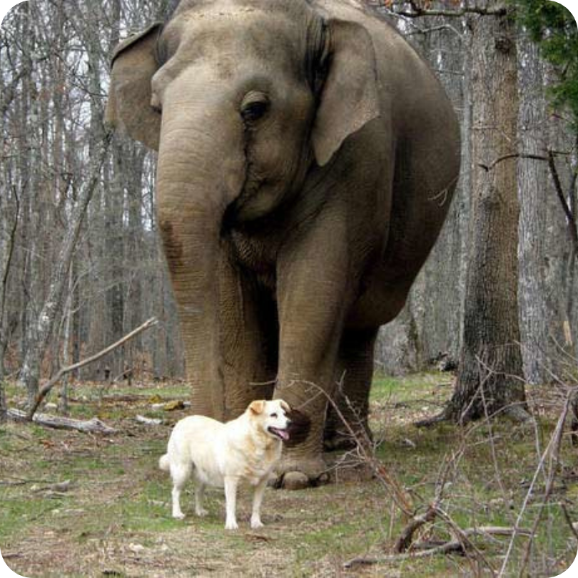 Tarra and Bella