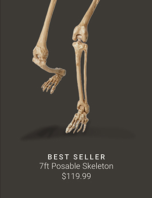 7ft Posable Skeleton