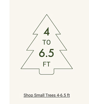 Shop Small Trees 4 - 6.5ft 