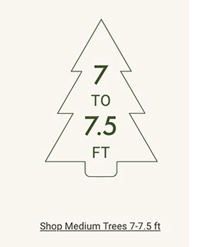 Shop Medium Trees 7 - 7.5ft 
