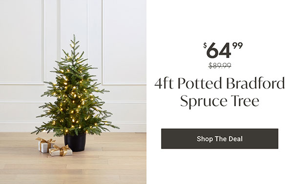 4ft Potted Bradford Spruce Tree - Shop The Deal