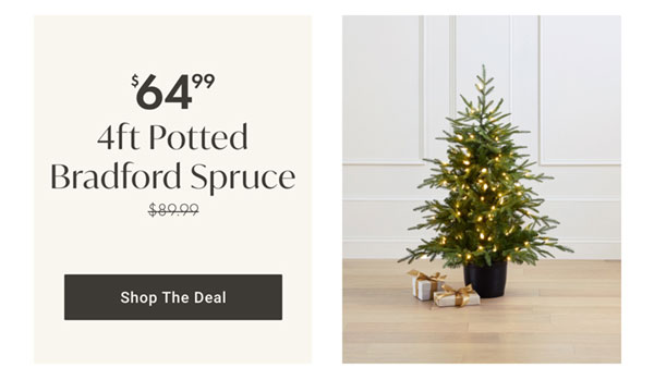 4ft Potted Bradford Spruce Tree - Shop The Deal