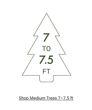 Shop Medium Trees >