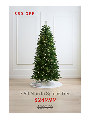 7.5ft Alberta Spruce Tree
