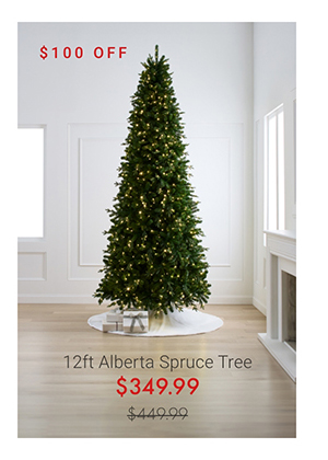 12ft Alberta Spruce Tree