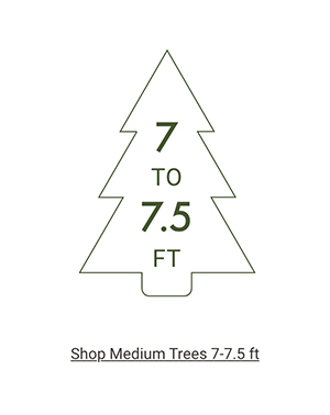 Shop Meidum Trees >
