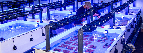 Coral Gene Bank Now Open