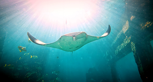 Kronos, Manta Ray