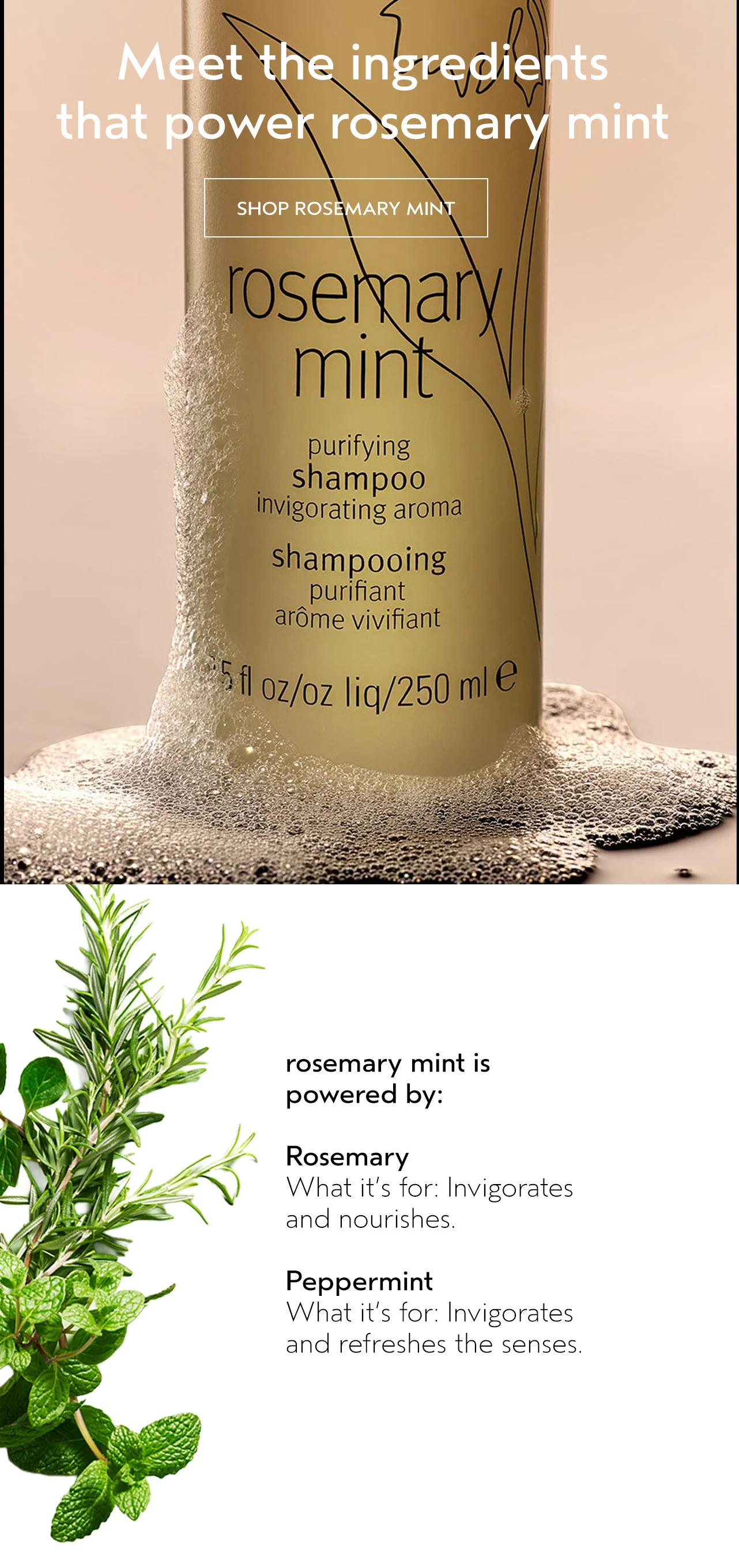 Meet the ingredients that power rosemary mint
