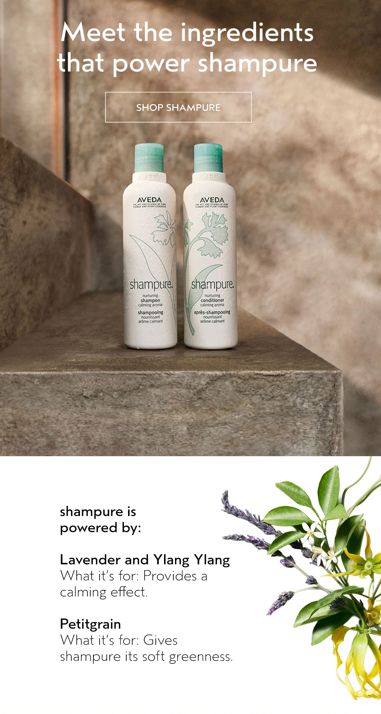 Meet the ingredients that power shampure