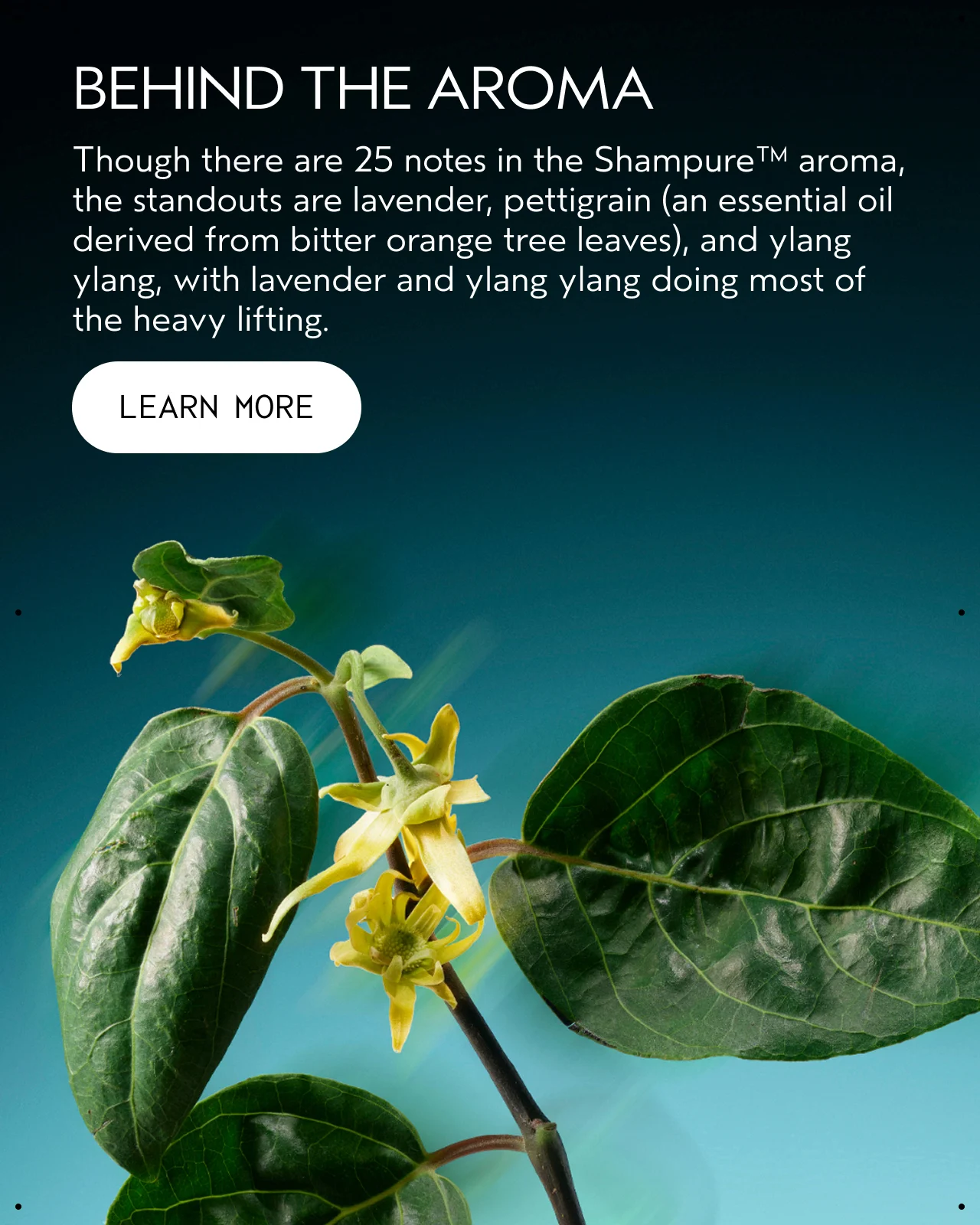 BEHIND THE AROMA Though there are 25 notes in the Shampure aroma, the standouts are lavender, pettigrain an essential oil derived from bitter orange tree leaves, and ylang ylang, with lavender and ylang ylang doing most of the heavy lifting. LEARN MORE