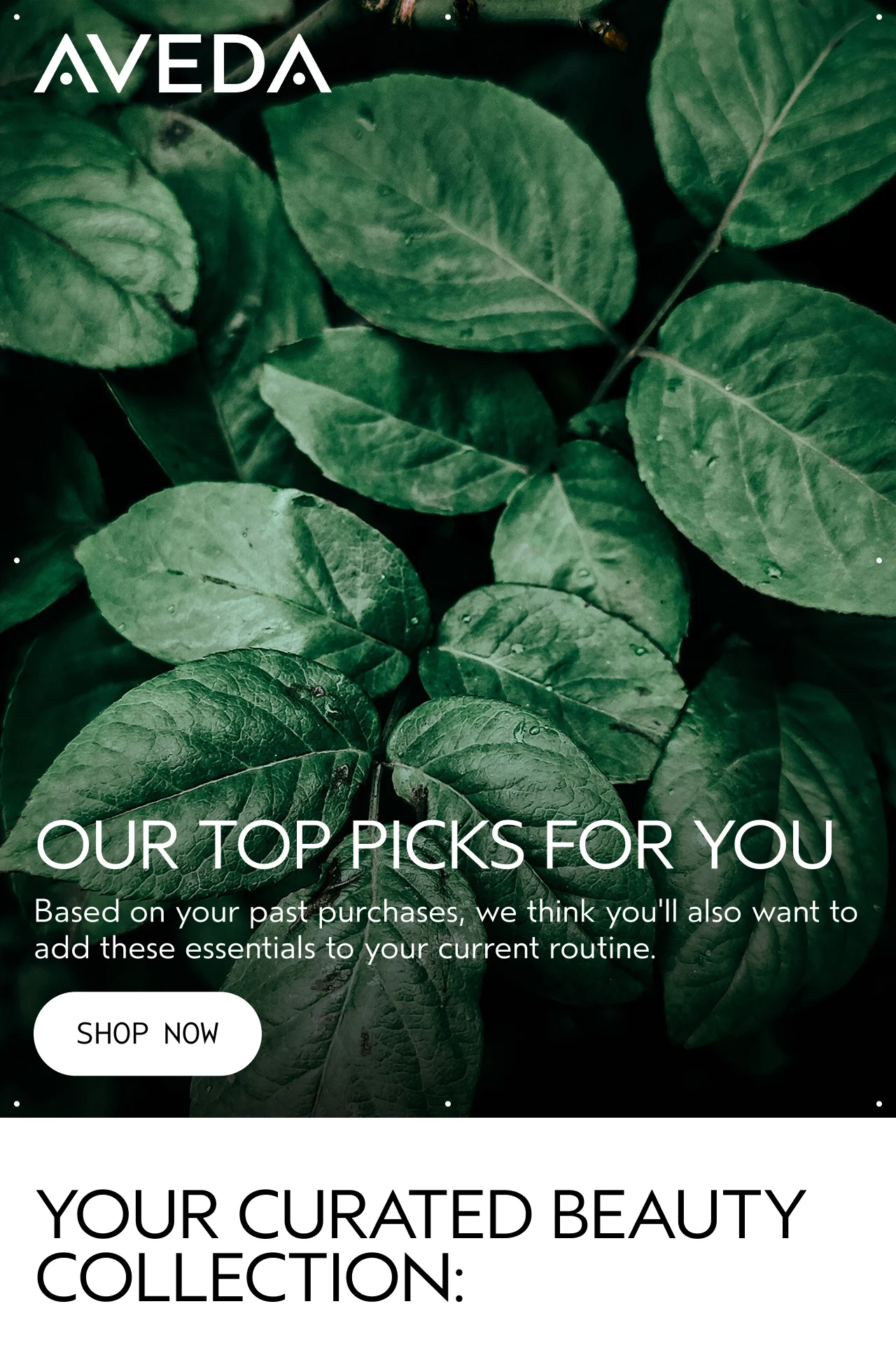 OUR TOP PICKS FOR YOU Based on your past purchases, we think you'll also want to add these essentials to your current routine. SHOP NOW