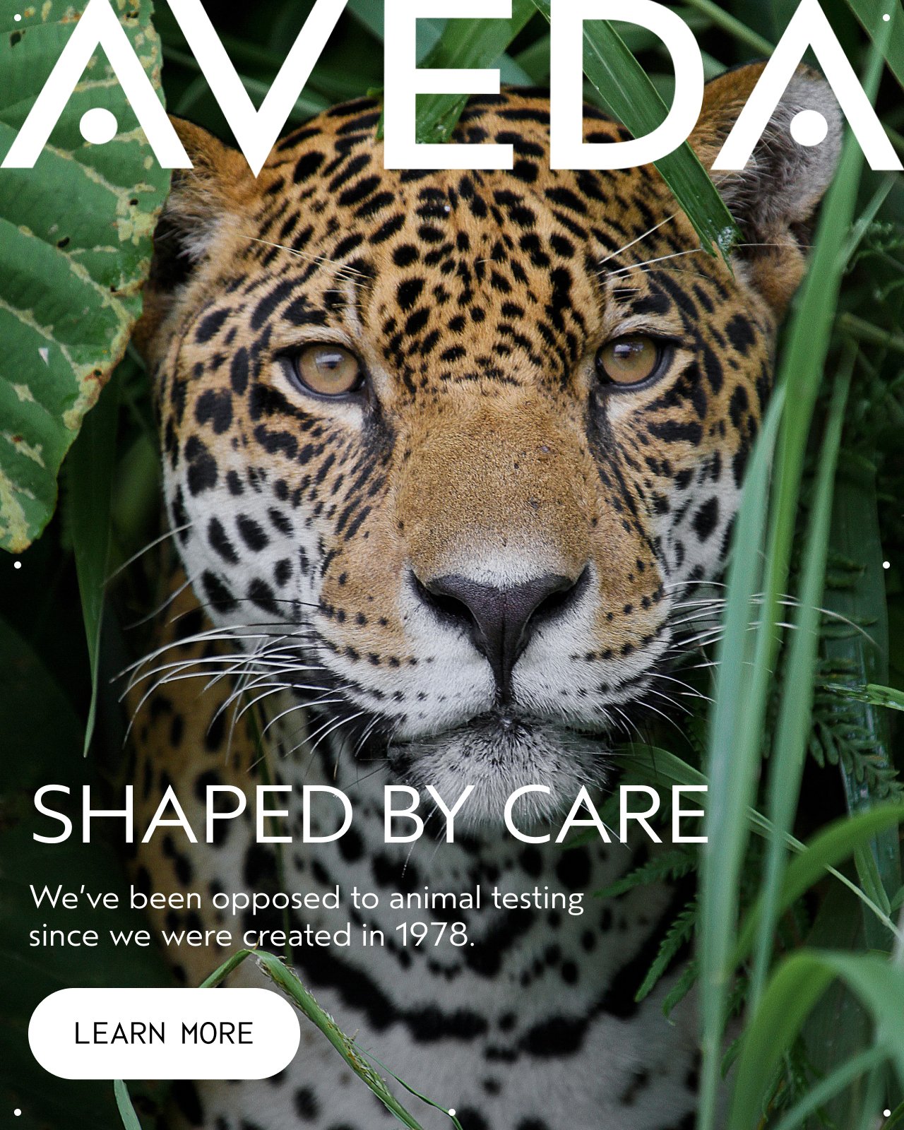 SHAPED BY CARE We've been opposed to animal testing since we were created in 1978. LEARN MORE