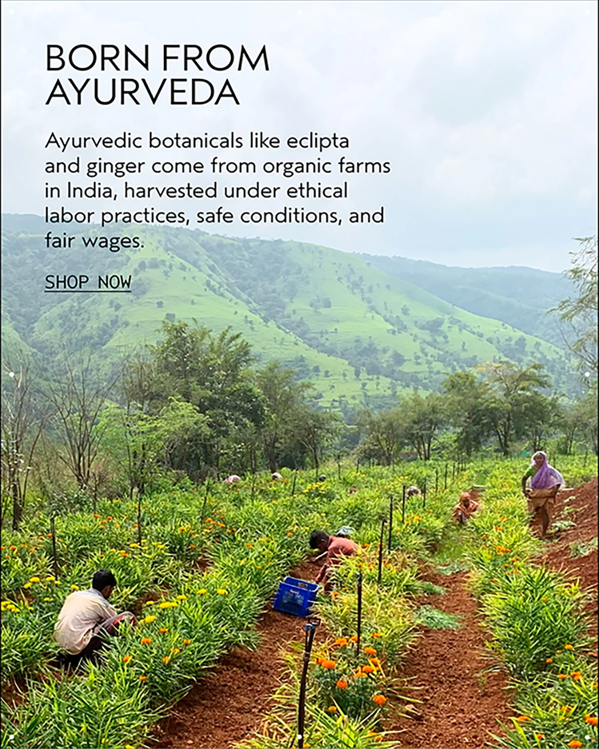 BORN FROM AYURVEDA | Ayurvedic botanicals like eclipta and ginger come from organic farms in India, harvested under ethical labor practices, safe conditions, and fair wages. | SHOP NOW