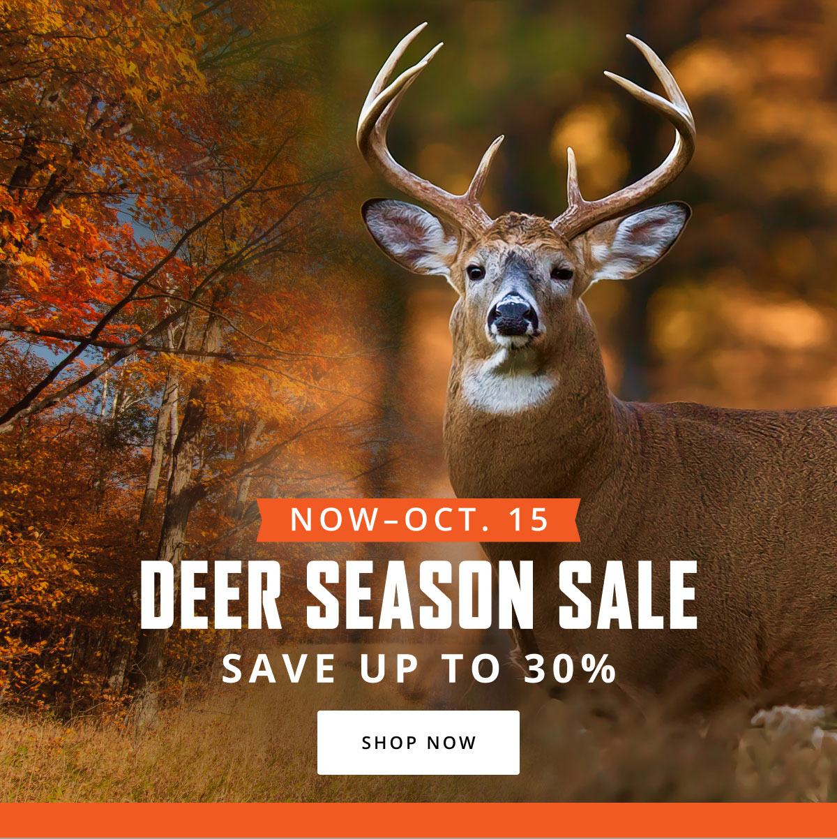 Whitetail Season