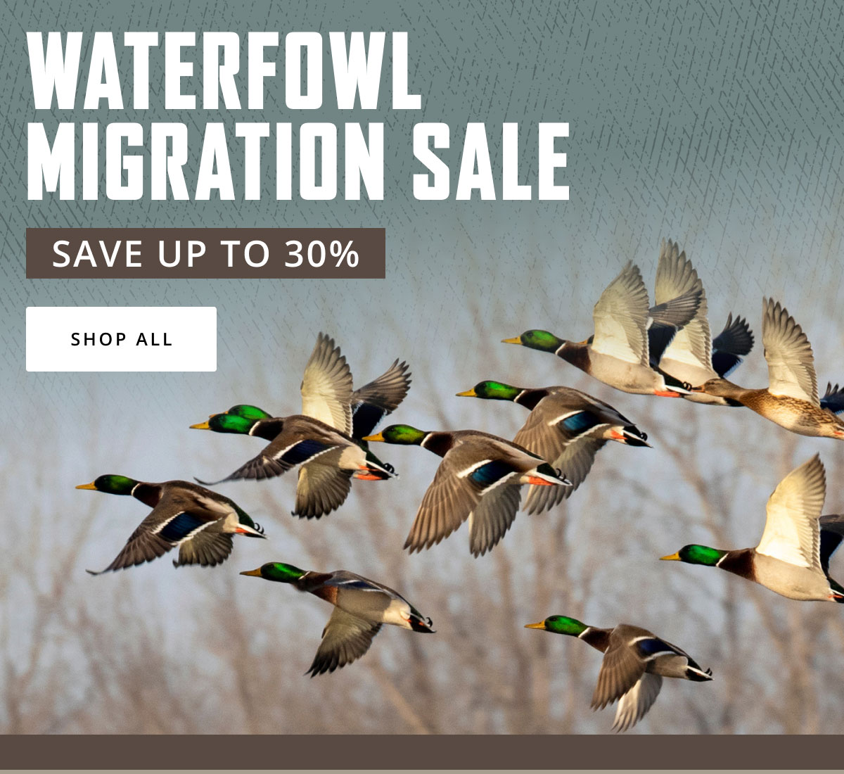 Waterfowl Migration
