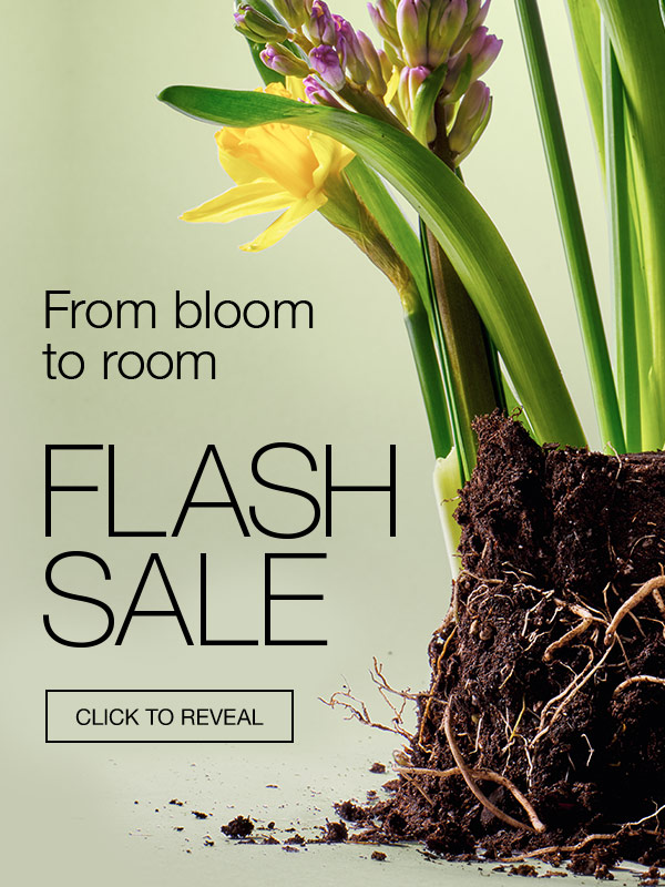 From bloom to room. FLASH SALE. CLICK TO REVEAL.