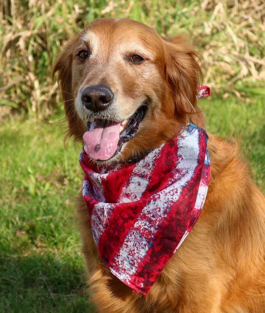 Dog wearing CTM® Distressed American Flag Bandana