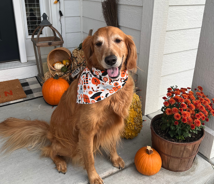 Dog wearing Witches Halloween bandana