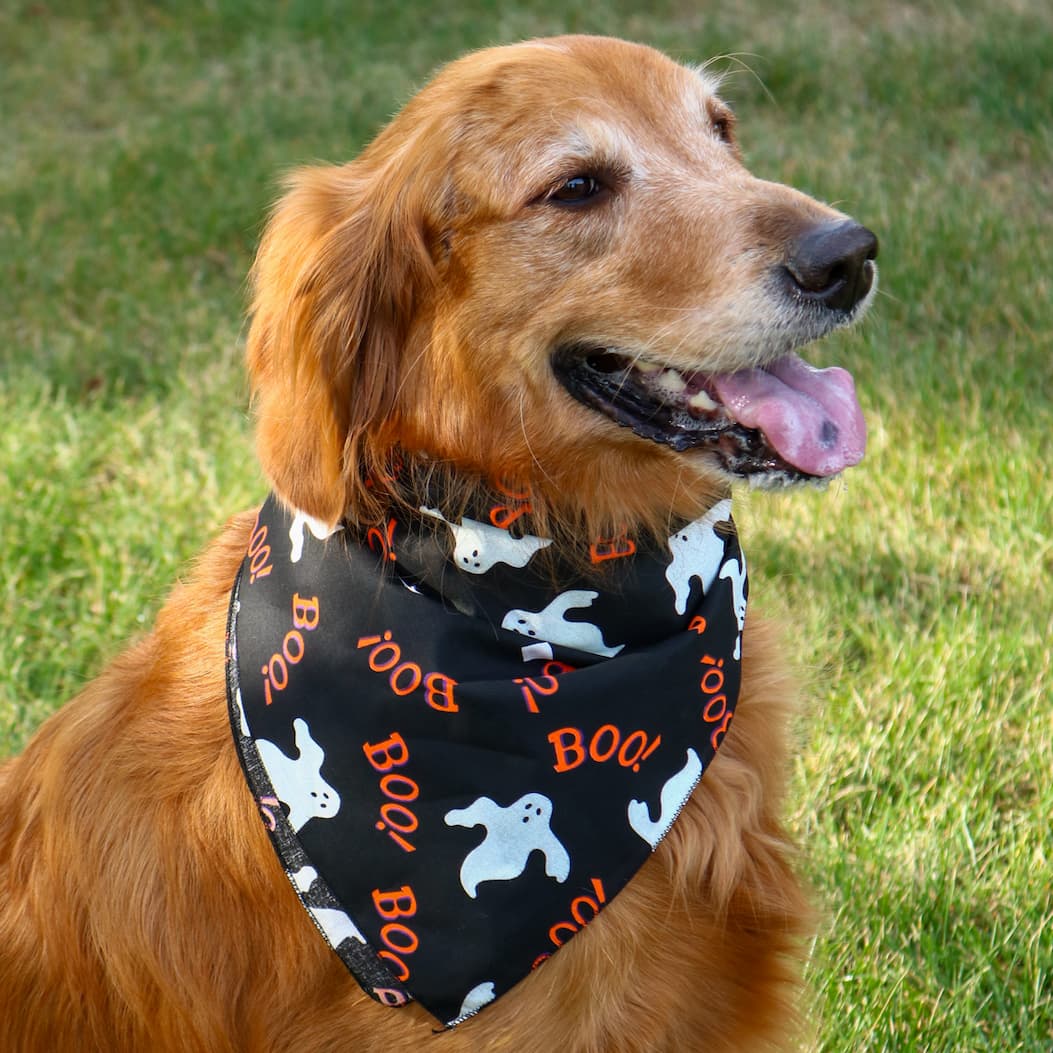 Golden Retriever wearing Halloween bandana