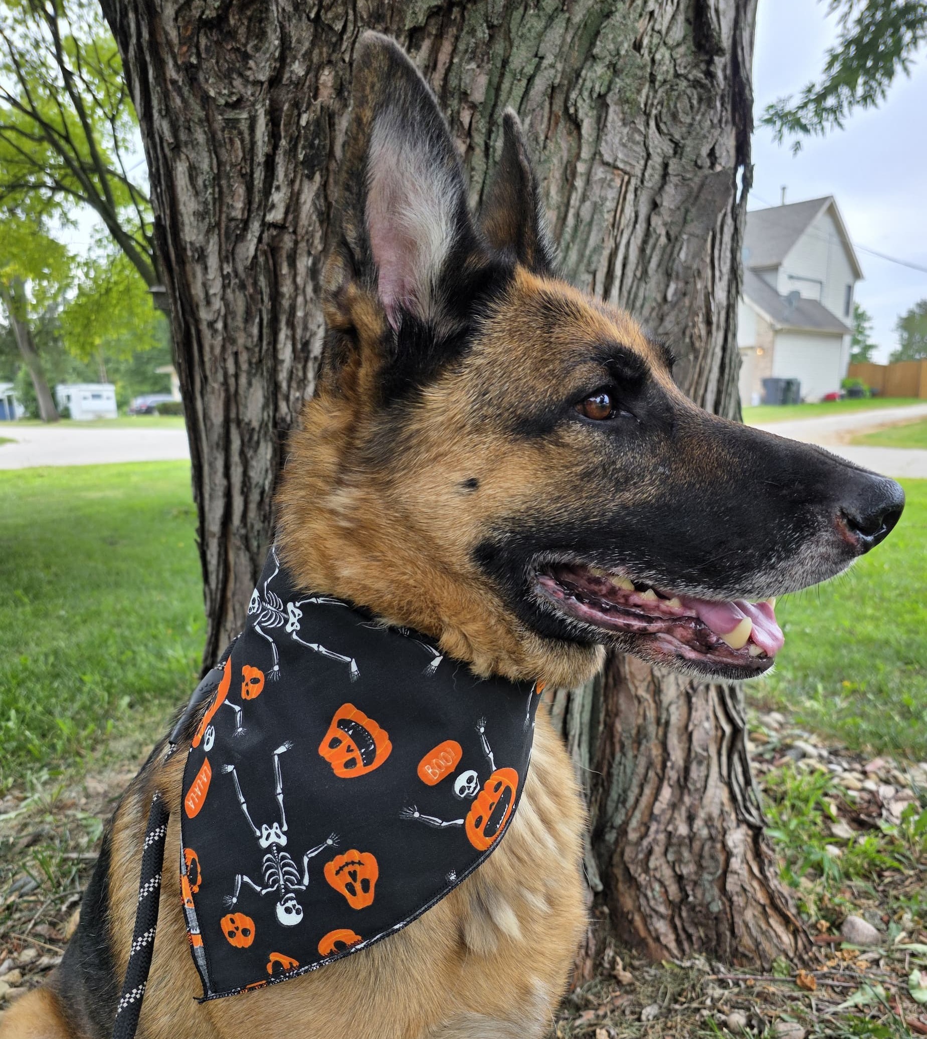 German Shepard wearing Halloween bandana