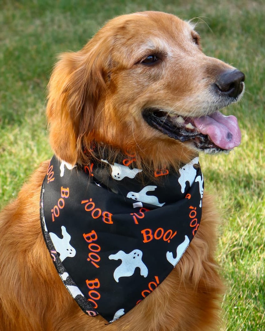 Dog wearing Halloween Boo Ghost Print Bandana