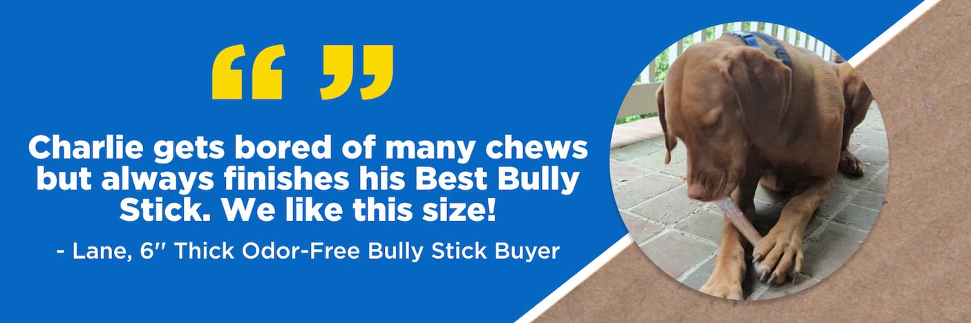 6" thick odor-free bully stick