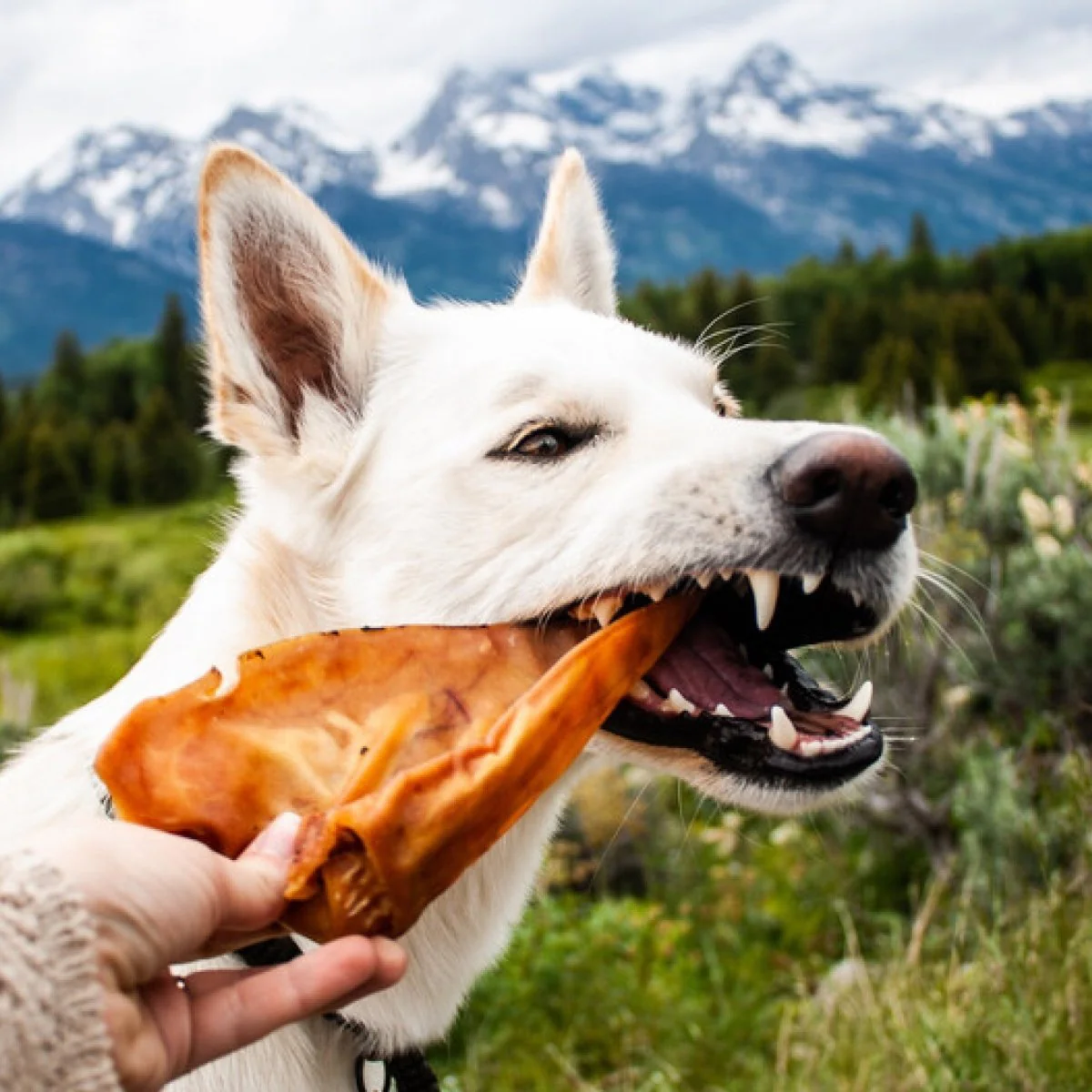Image of Pig Ear Dog Treat (25 Pack)