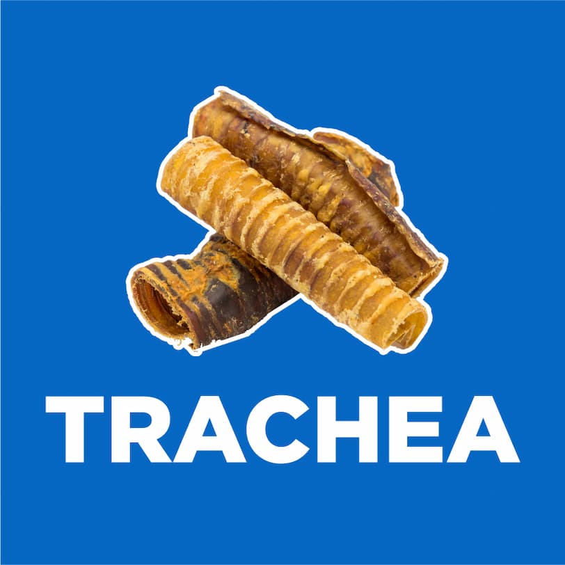 trachea