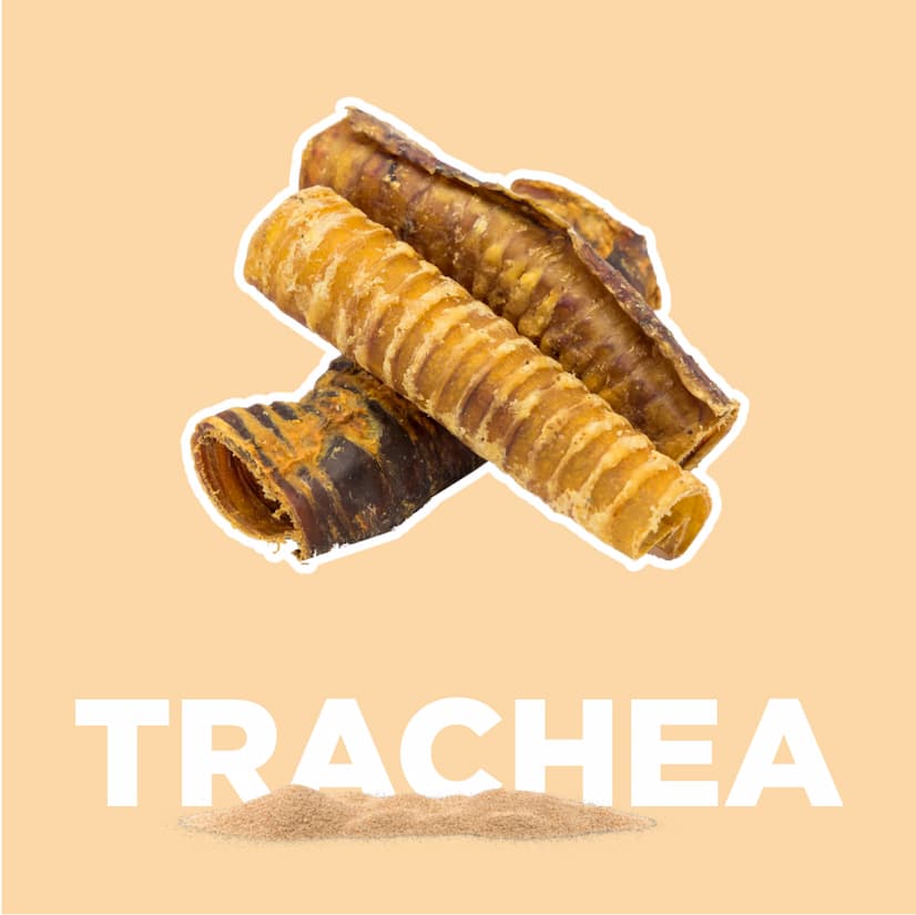 trachea - shop now