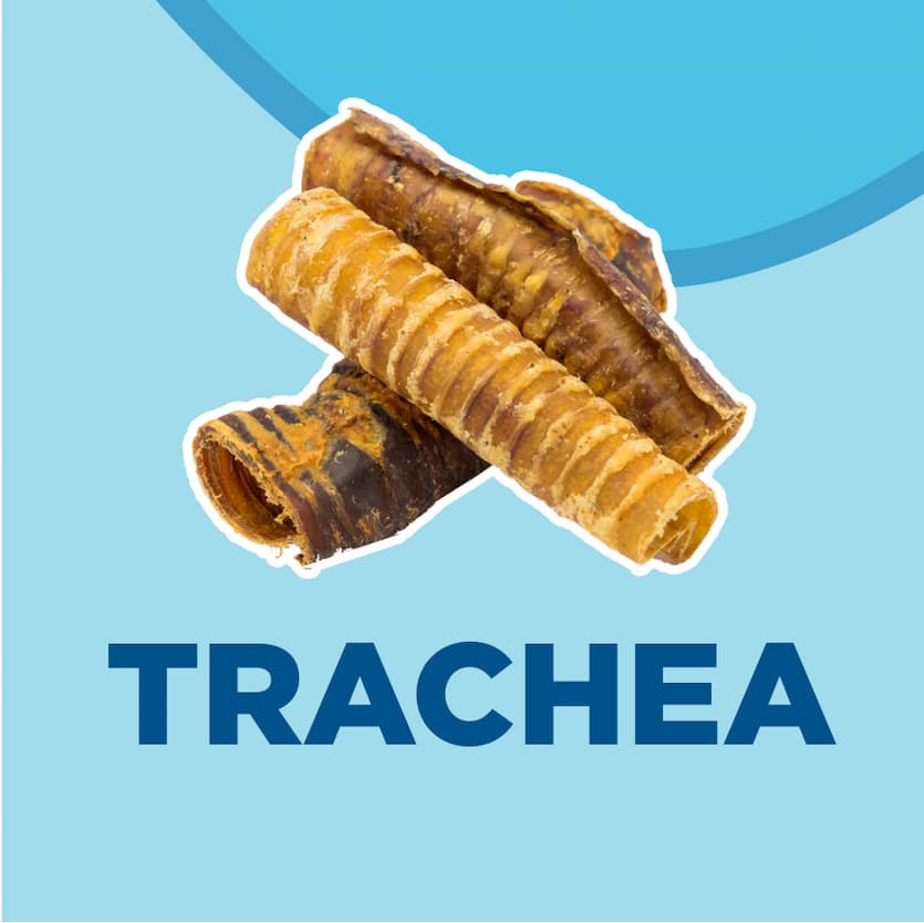 trachea - shop now