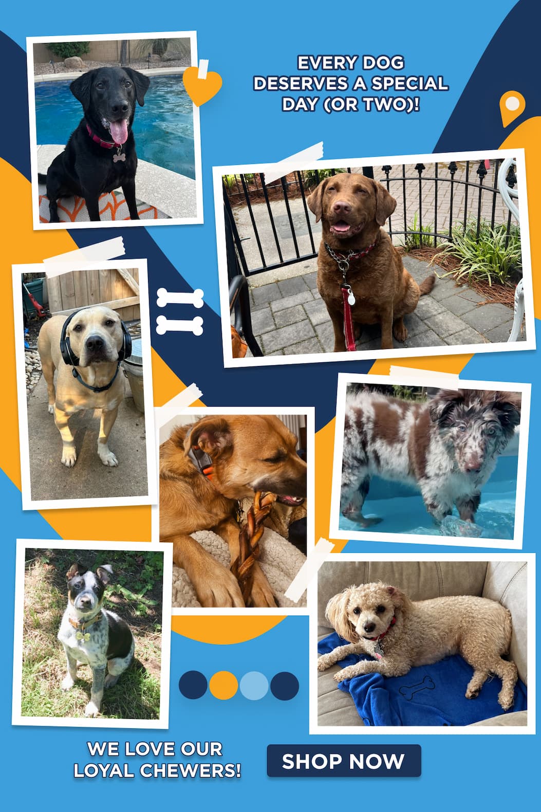 we love our chewers 20% off when you spend $100 shop now