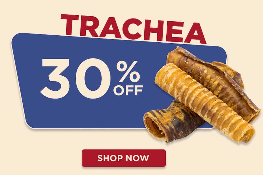 trachea
