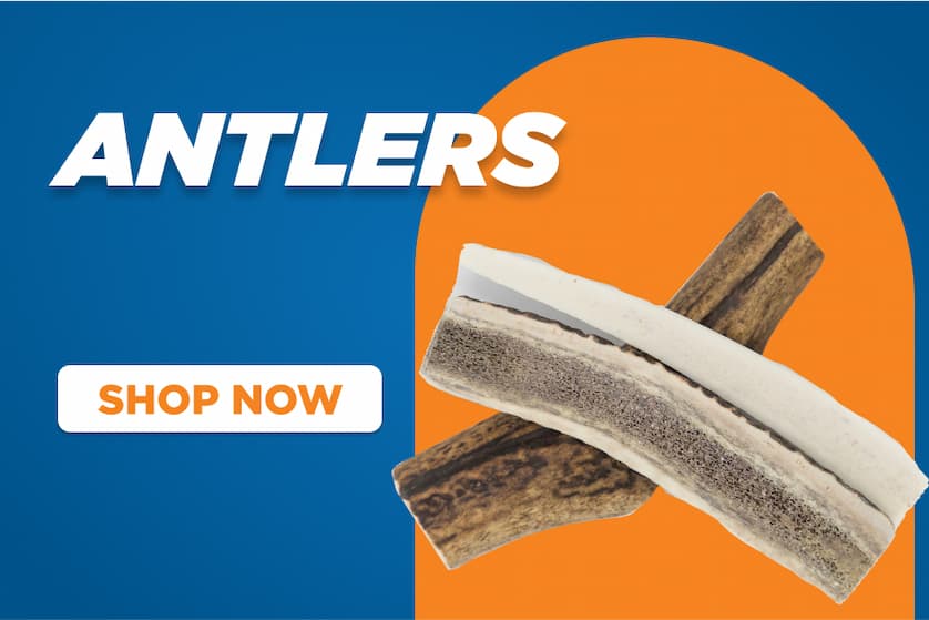 antlers - shop now