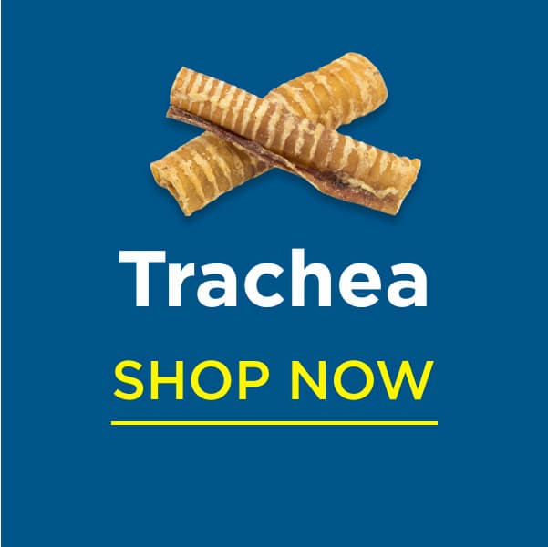 trachea shop now