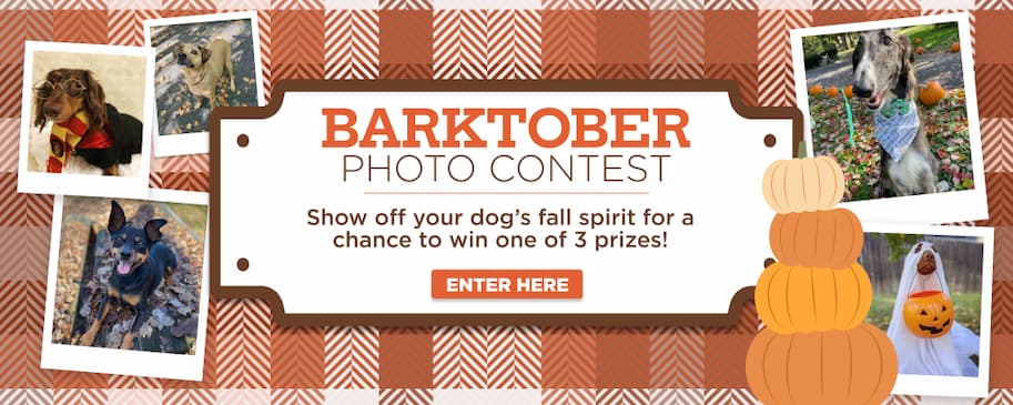 the barktober photo contest - win 1 of 3 prizes