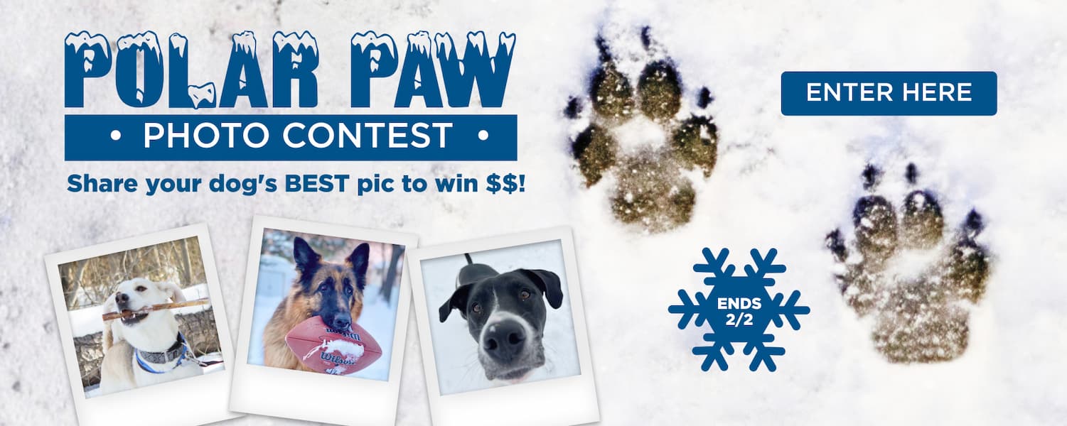 best bully's polar paw photo contest