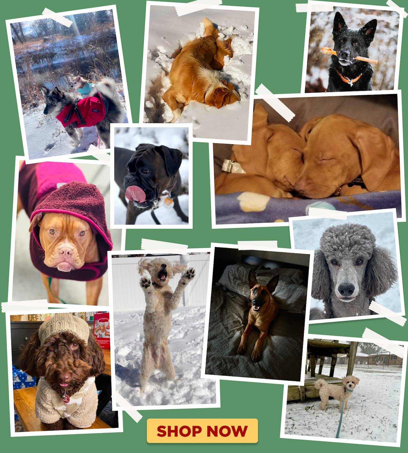collage of dogs