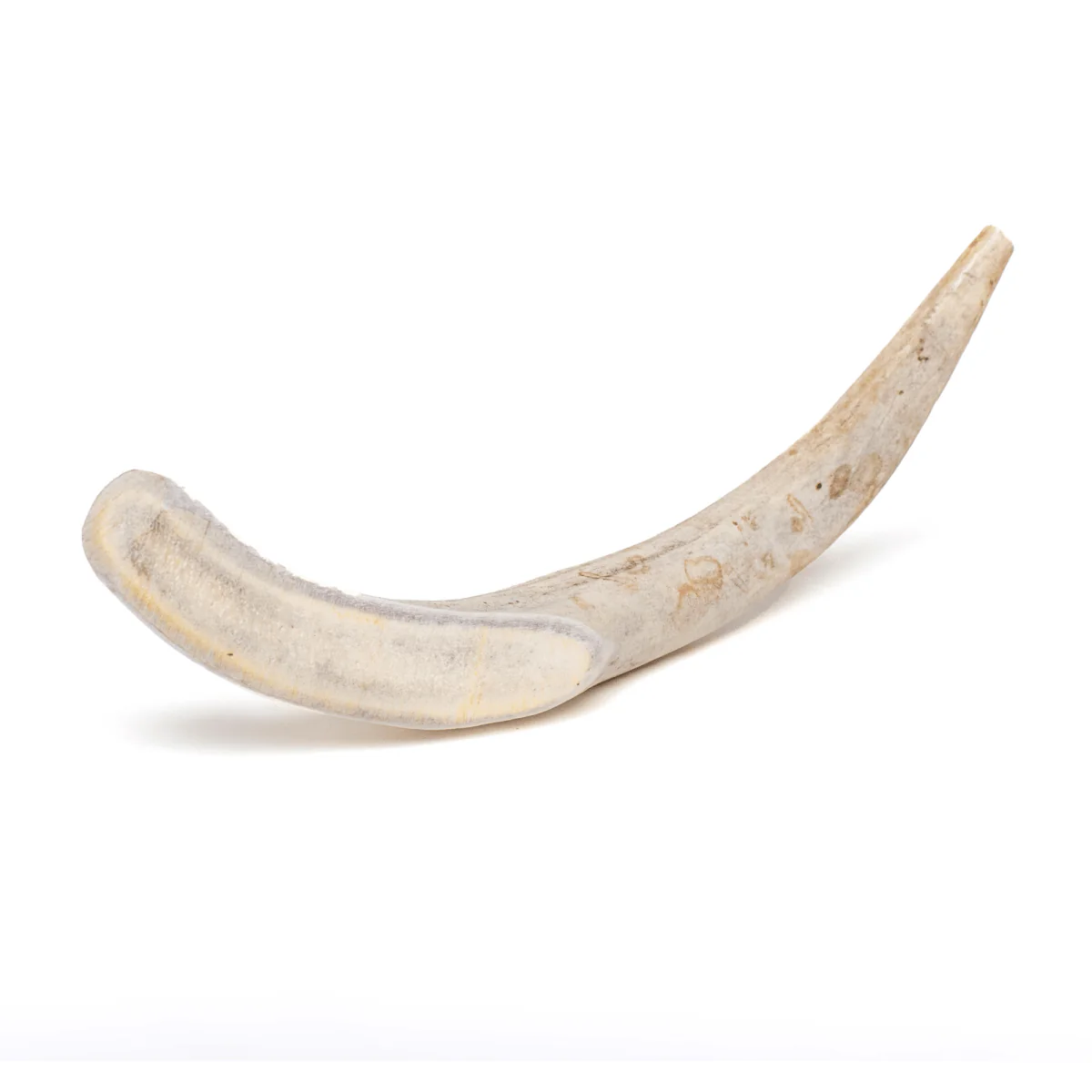 Image of Large Whole Deer Antler (1 Pack)
