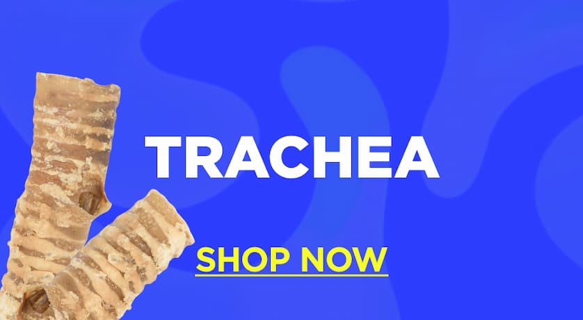 trachea shop now